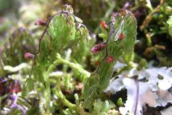 Hymenophyllum multifidum. Tightly curled fertile fronds growing in a subalpine environment.  
 Image: L.R. Perrie © Leon Perrie 2009 CC BY-NC 3.0 NZ